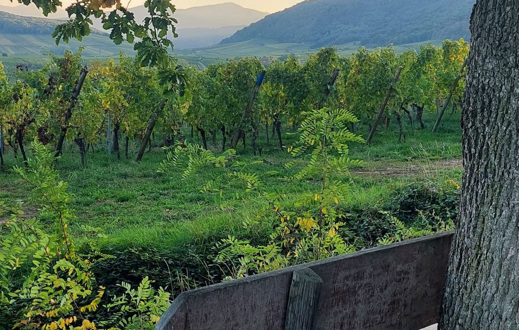 IMG_20221004_001037_108