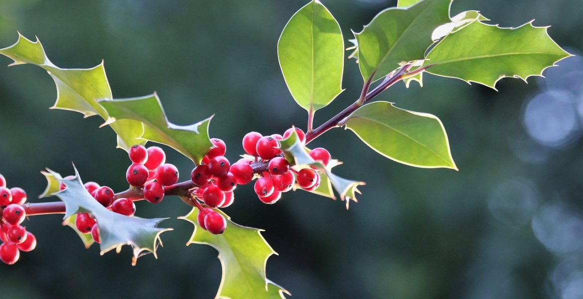 llex-aquifolium-3913976_1280